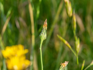 flower bud in a meadow