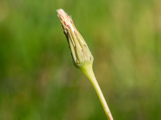 close up of a flower about to bloom