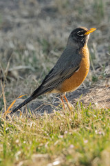 American Robin
