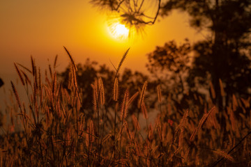  Beautiful Poaceae Grasses Meadow Sunset