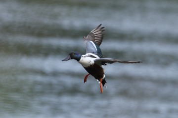 canard souchet