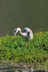 great blue heron