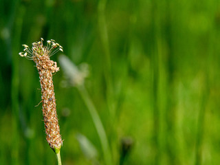 Tiny flowers at the top of a small plant