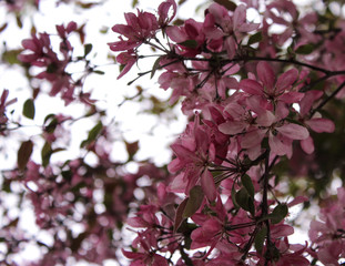 Fresh Spring Crab Apple Flowering Blooms