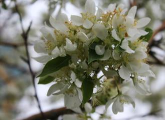 Thriving White Crab Apple Flowers