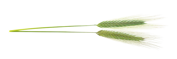green spikelets on a white background, isolated