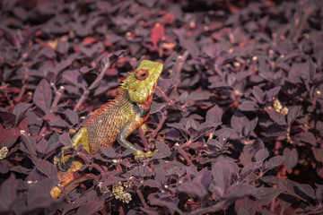 red-eyed tree reptiles on leaf