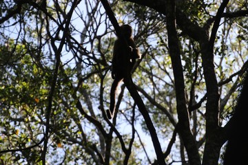 In Monkeyland, a free roaming primate sanctuary near Plettenberg Bay, South Africa, Africa. A brown monkey hidden between tree branches. 