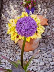 Flower head of Allium Purple Sensation(Allium aflatunense)_ Baden-Baden, Germany