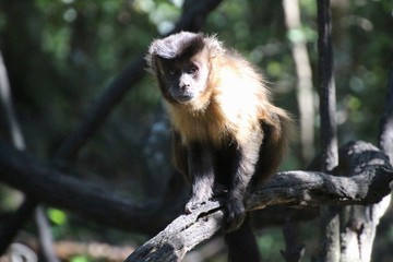 A beautiful Hooded Capuchin on a tree. In Monkeyland, a free roaming primate sanctuary near Plettenberg Bay, Garden Route, South Africa, Africa.