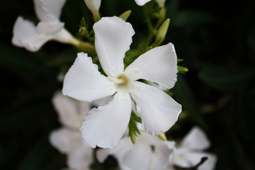 preciosa flor blanca vista al detalle en una fotograf&iacute;a macro floreciendo en primavera
