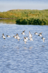 Obraz premium Flock of Birds