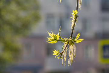 Twigs of blooming ash with young green leaves and buds in early spring in a park we see in the photo