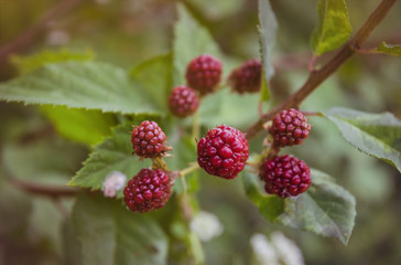 Ripening blackberries in a summer garden