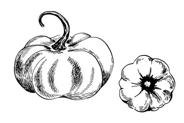 two pumpkin vector freehand linear outline ink hand drawn picture sketchy