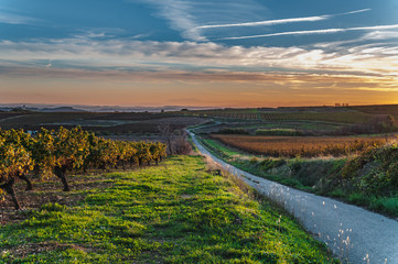Languedoc-Roussillon vineyard crossed by small road at sunset - obrazy, fototapety, plakaty