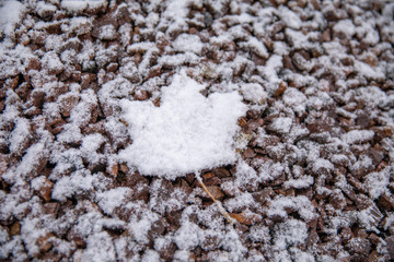 Snow on leaf
