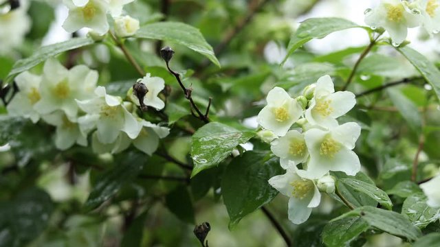 Rain drops on beautiful white blooming Jasmine, buds, Philadelphus flowers or Mock orange. Close up, cloudy day, selective focus, shallow depts of the field