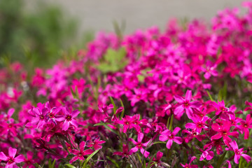 Fototapeta premium Pink Phlox subulata (Creeping Phlox) - creeping plant with small pink flowers to decorate flower beds. Floral background