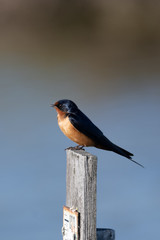 Barn Swallow