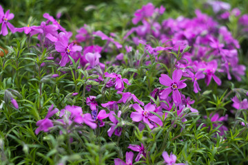  Lilac Phlox subulata (Creeping Phlox) - creeping plant with small pink flowers to decorate flower beds. Floral background