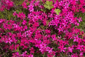 Pink Phlox subulata (Creeping Phlox) - creeping plant with small pink flowers to decorate flower beds. Floral background