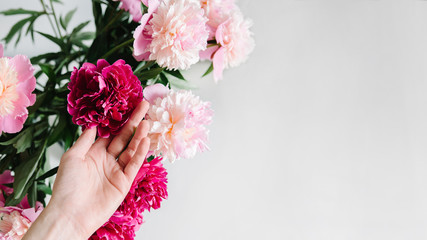 pink flowers. Curly peony ranunculus in Metallic gray watering can,empty space