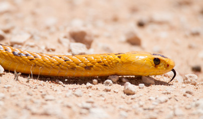Cape Cobra in Kalahari desert