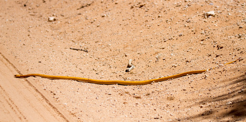 Cape Cobra crossing road in Kalahari
