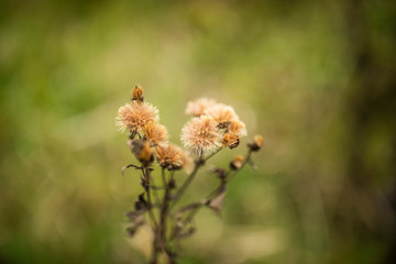 Wild weed