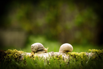 Two snails meet in the forest on a branch with moss with a blurred background, romantic encounter in nature
