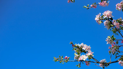 Blooming apple tree against the sky. Spring flowers. Spring background