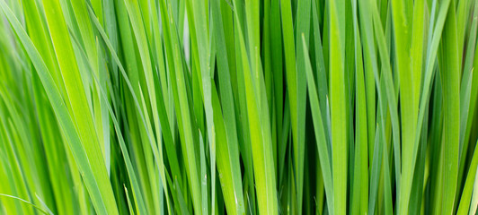 Green grass as background for computer desktop or other use