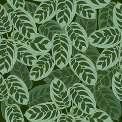 Naklejka na ściany i meble Seamless pattern of ctenanthe burle-marxii leaves, vector