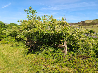 Obraz premium Bush in the countryside