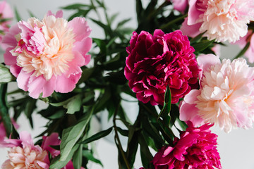 pink persian buttercup flowers. Curly peony ranunculus