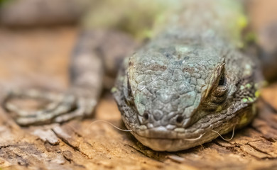 Macro photography of a small lizard with brightly colored scales