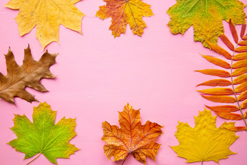 Naklejka na ściany i meble Thanksgiving day holiday greeting card background. Autumn colorful leaves on pink wooden table. Space for text.