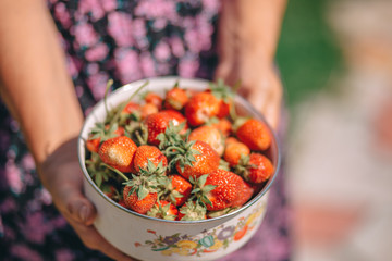 strawberries in a plate in the hands, garden harvest, summer berries, summer concept