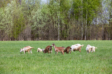 Obraz na płótnie Canvas several brown and white goats on green field .