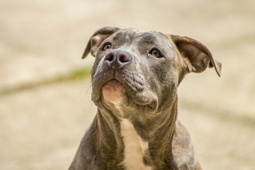 American bully dog looking up