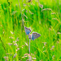 Blue butterfly in the green grass. Background