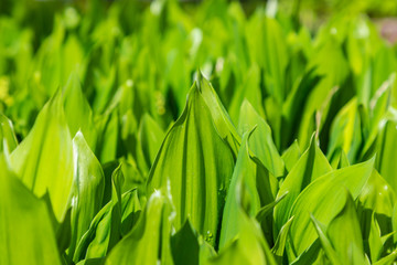 Forest spring lilies of the valley with young buds. Nature, ecology. Close-up. Floral background.