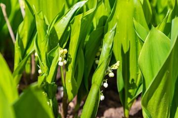 Fototapeta premium Forest spring lilies of the valley with young buds. Nature, ecology. Close-up. Floral background.