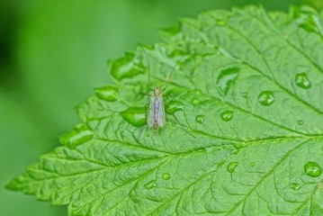 one small gray mosquito insect sits on a green leaf of a plant with drops of water