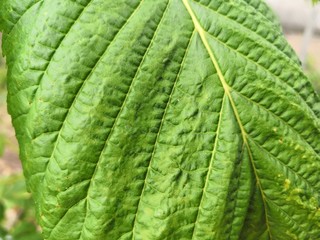 green leaf texture