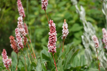 Flowers of Bistorta affinis superbum,