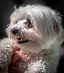 Portrait of handholding maltese dog. Woman holding cute maltese dog.