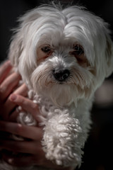 Portrait of handholding maltese dog. Woman holding cute maltese dog.