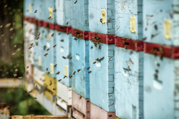 Bees going toward a bee hive